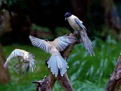 -上海共青森林公园