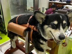 -美联众合动物医院·24h转诊中心