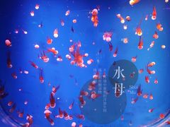 -芜湖新华联大白鲸海洋公园