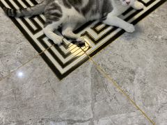 -翊宠yipet猫狗购宠庄园犬舍•猫舍