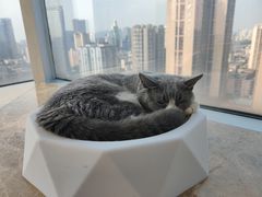 -Catmate·猫肥家润(金润铂宫店)