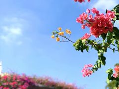 -深圳仙湖植物园