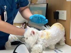 -瑞派康怡24h宠物医院·犬猫医疗中心·微创绝育(瑞景分院)