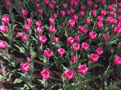 -瑶湖郊野森林公园