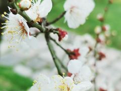 -上海山野camping·户外天幕烧烤·团建拓展营地