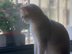 -东方名猫馆·英短金渐层布偶猫舍(环线广场1号楼店)