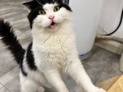 -楼上猫咖(罗湖店)