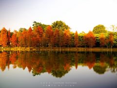 -中国科学院华南植物园
