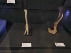 -北京周口店北京人遗址博物馆