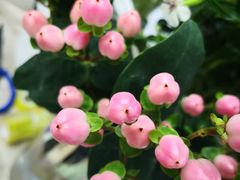 -亭亭鲜花店(中山北路店)