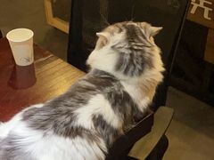 -Mr.Fox狐狸先生超级密室(南山店)