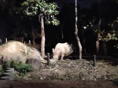 -清迈夜间动物园