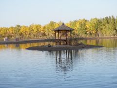 -金塔沙漠胡杨林景区