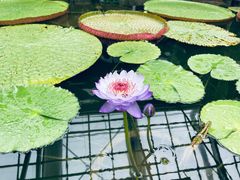 -国家植物园南园