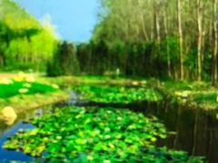 -合肥滨湖国家森林公园