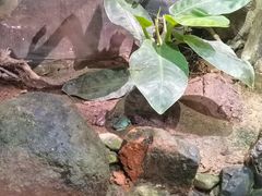 -正佳雨林生态植物园