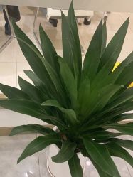 -碧莲盛·不剃发植发