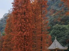 -广州市石门国家森林公园