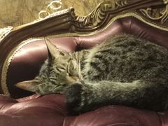 -more than meow吴止猫主题餐厅(承德 中船汇店)