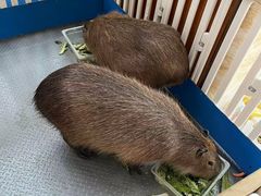 -廊坊固安福朋喜来登酒店