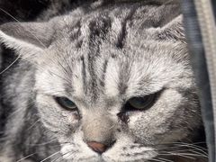-瑞派·关忠动物医院·猫专科·犬专科(三环新城店)