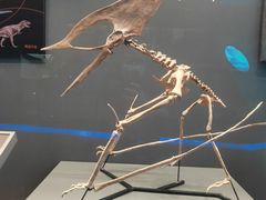 -贝林大翅鲸简餐厅(国家海洋博物馆店)