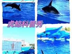 -上海海昌海洋公园