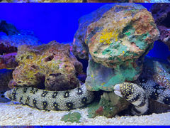 -上海海洋水族馆