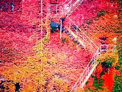 -三里屯东五街银杏大道