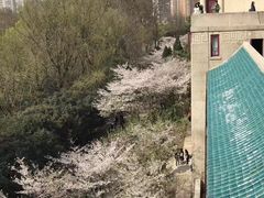 -武汉大学-樱园