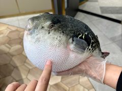 -鲐赏河豚(长寿店)