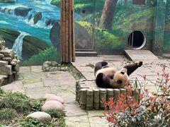 -中国大熊猫保护研究中心雅安碧峰峡基地