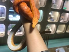 -藦茜花园宠物主题亲子互动体验馆(国顺东路店)
