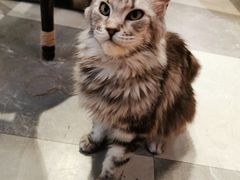 -猫小院猫主题餐厅(三里屯店)