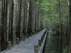 -桤木河湿地公园