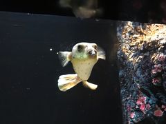 -暹罗海洋世界