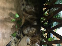 -李小姐の猫咖啡馆(五角场店)
