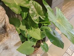 -老绥元烧麦·家常菜(大召店)