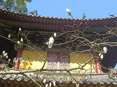 -普陀山风景名胜区-法雨禅寺