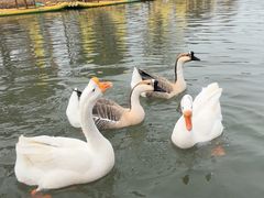 -木兰水镇旅游景区