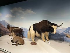 -陕西自然博物馆