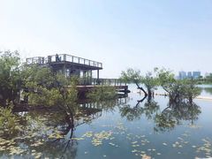 -贡湖湾湿地公园
