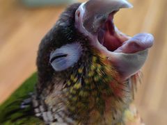 -北京观赏动物医院·24小时大型综合·猫专科·异宠专科