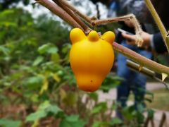 -中国科学院西双版纳热带植物园
