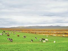 -乌兰布统景区-白桦林