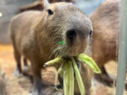 -Zoolung Zoolung动物主题公园(海信广场店)