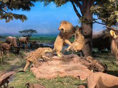 -国家自然博物馆