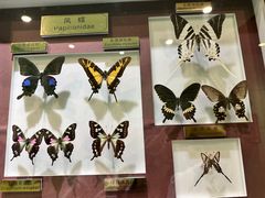 -上海昆虫博物馆