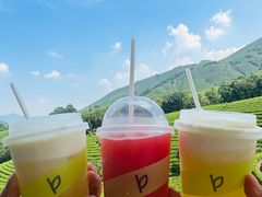 -白茶原·一片叶子