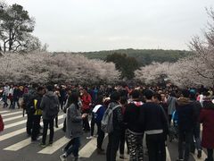 -武汉大学-樱园